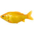 Wetterfelder Goldfisch in Gelb