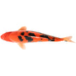 Koi - 43cm