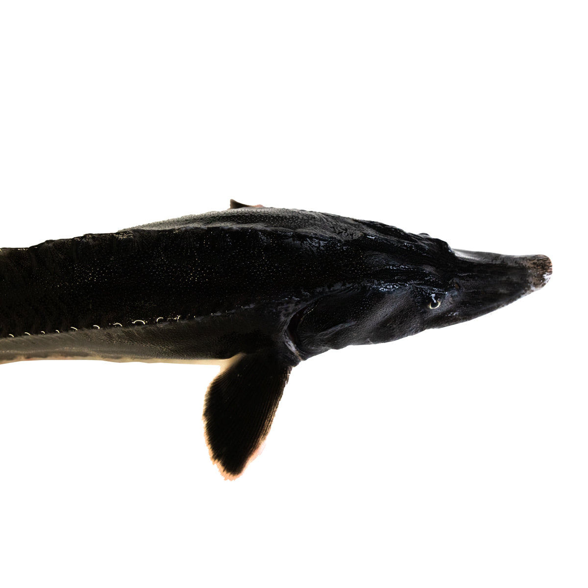 Stör Beluga – Happy Fisherman