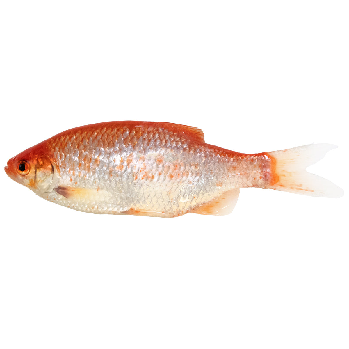 Gold-Rotfeder – Happy Fisherman