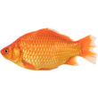 Goldfisch Rot